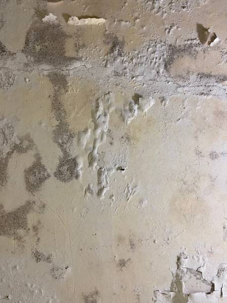 Best Black Mold Removal  in Warren, OH