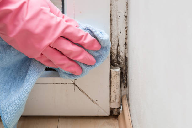 Best Mold Remediation  in Warren, OH